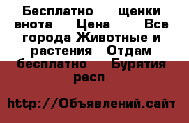 Бесплатно !!! щенки енота!! › Цена ­ 1 - Все города Животные и растения » Отдам бесплатно   . Бурятия респ.